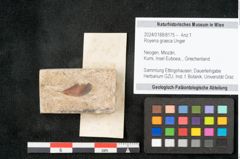 Foto (Objekt + Etikett) von Royena graeca Unger (NHMW-GEO-2024-0188-8175)